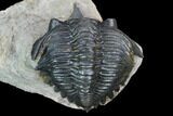 Minicryphaeus Trilobite - Tafraoute, Morocco #128988-6